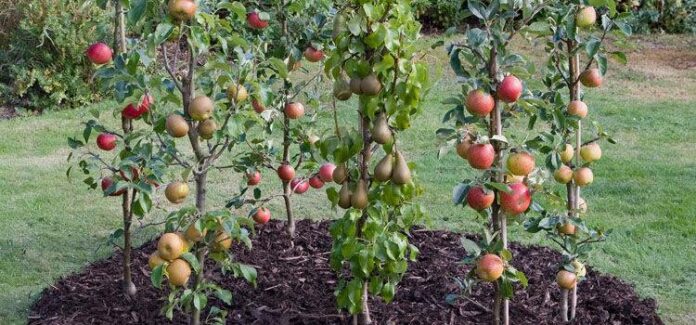Идеальные сорта яблонь, грушевых деревьев и слив для вашего сада