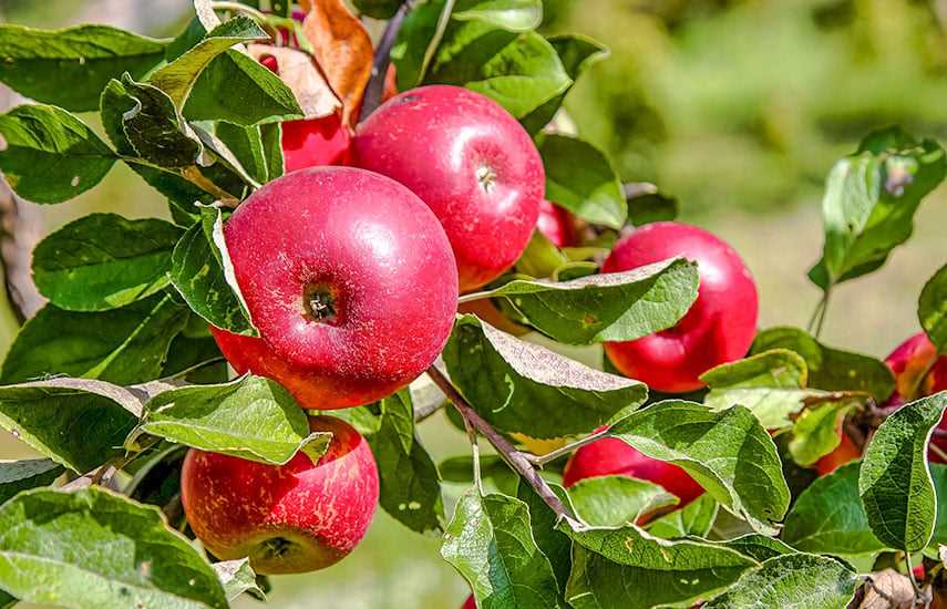 Земляные работы для посадки яблонь, груш и слив